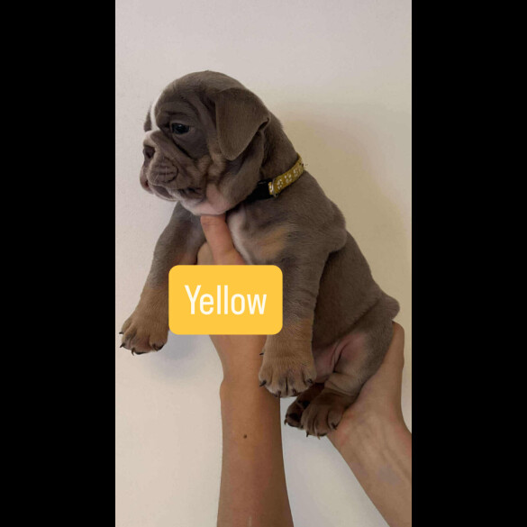 English Bulldog