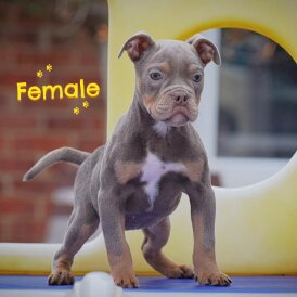 English Bulldog