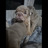 English Bulldog