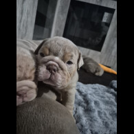 English Bulldog