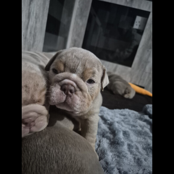 English Bulldog