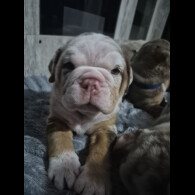 English Bulldog