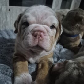 English Bulldog