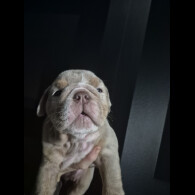English Bulldog