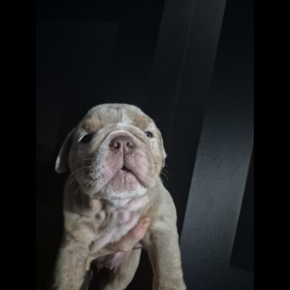 English Bulldog