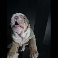 English Bulldog