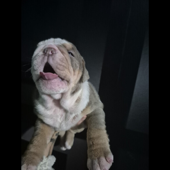 English Bulldog
