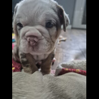 English Bulldog