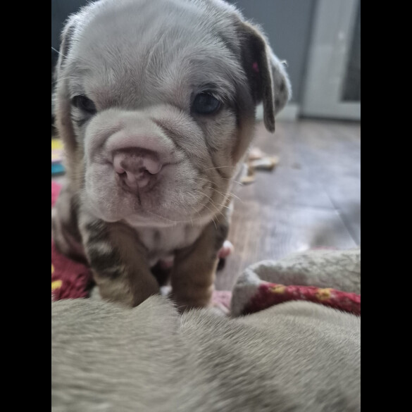 English Bulldog