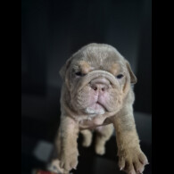 English Bulldog