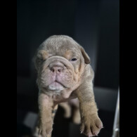 English Bulldog
