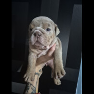 English Bulldog