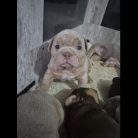 English Bulldog