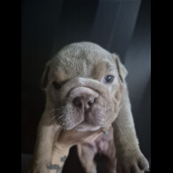 English Bulldog