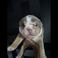 English Bulldog