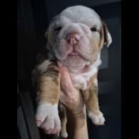 English Bulldog