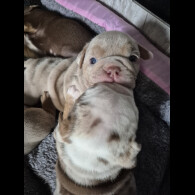 English Bulldog