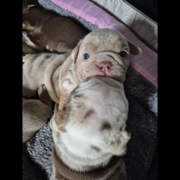 English Bulldog