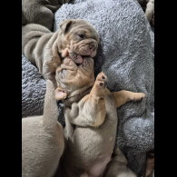 English Bulldog