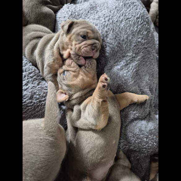 English Bulldog