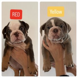 English Bulldog
