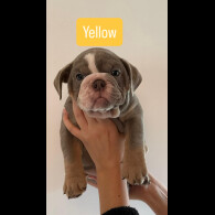 English Bulldog