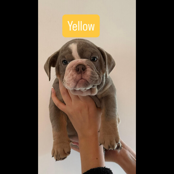 English Bulldog