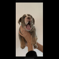 English Bulldog
