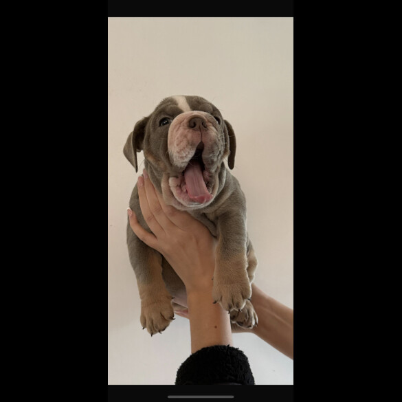 English Bulldog
