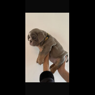 English Bulldog