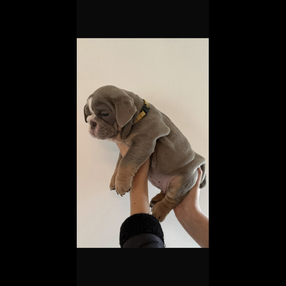 English Bulldog