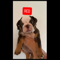 English Bulldog