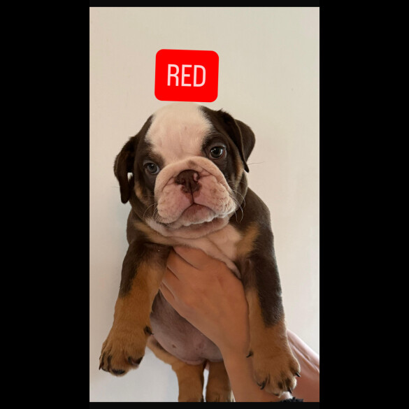 English Bulldog
