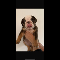 English Bulldog