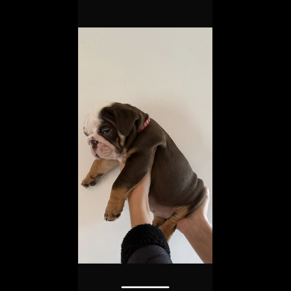 English Bulldog