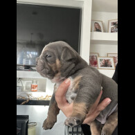 English Bulldog