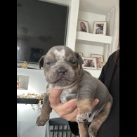 English Bulldog