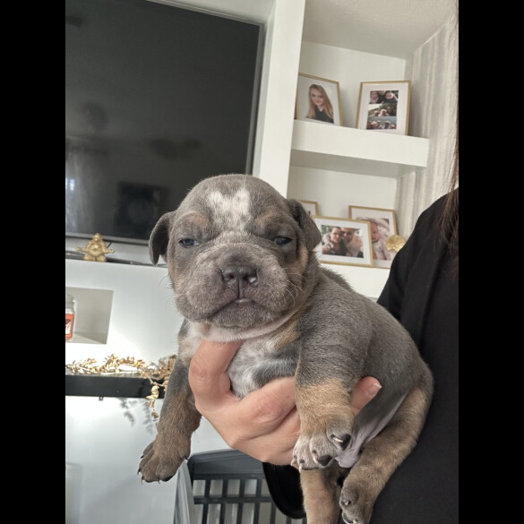 English Bulldog