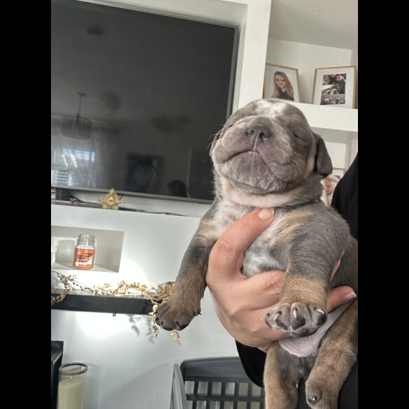 English Bulldog