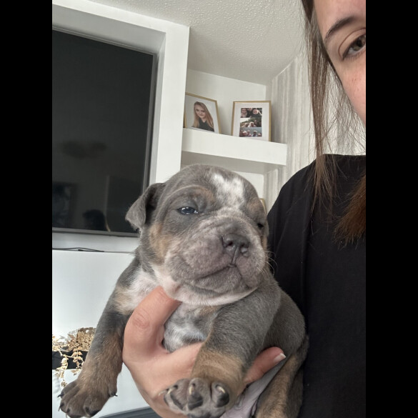 English Bulldog