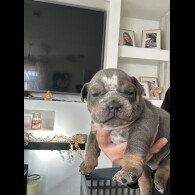 English Bulldog