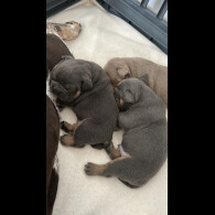 English Bulldog