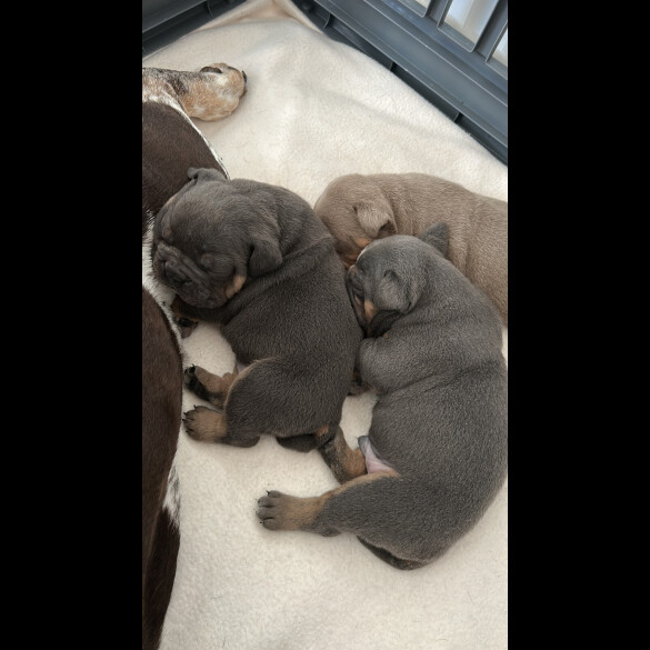 English Bulldog