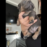 English Bulldog