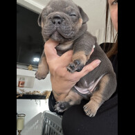 English Bulldog