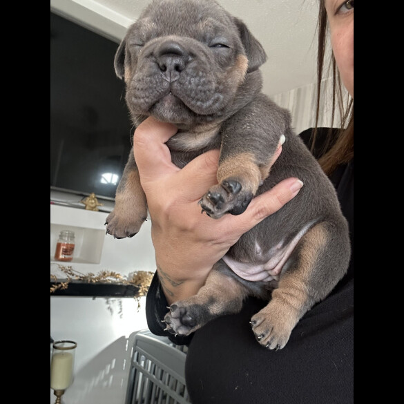 English Bulldog