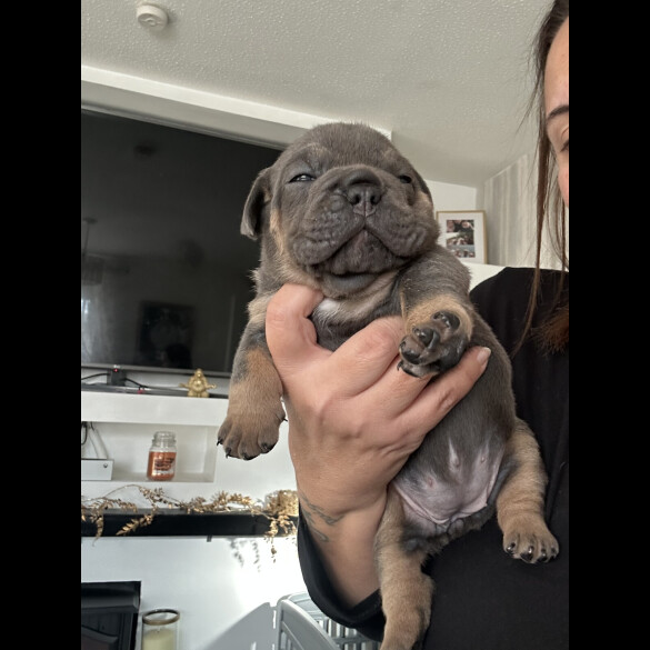 English Bulldog