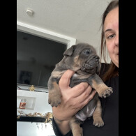 English Bulldog
