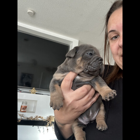 English Bulldog