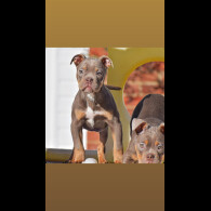 English Bulldog
